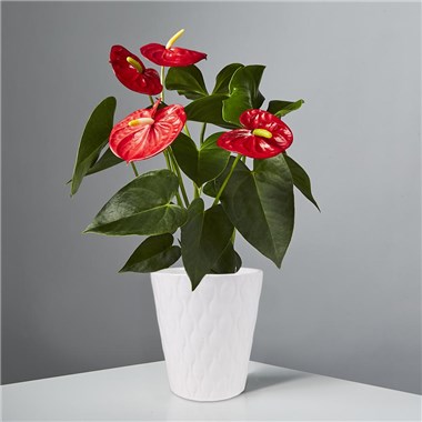 Red Anthurium Plant